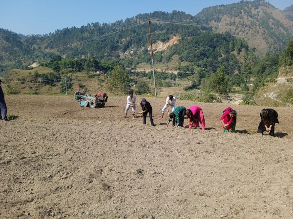 ‘पढ्दै, कमाउँदै’कार्यक्रम : सेटीगाउँका विद्यार्थी गहुँ खेती गर्दै 